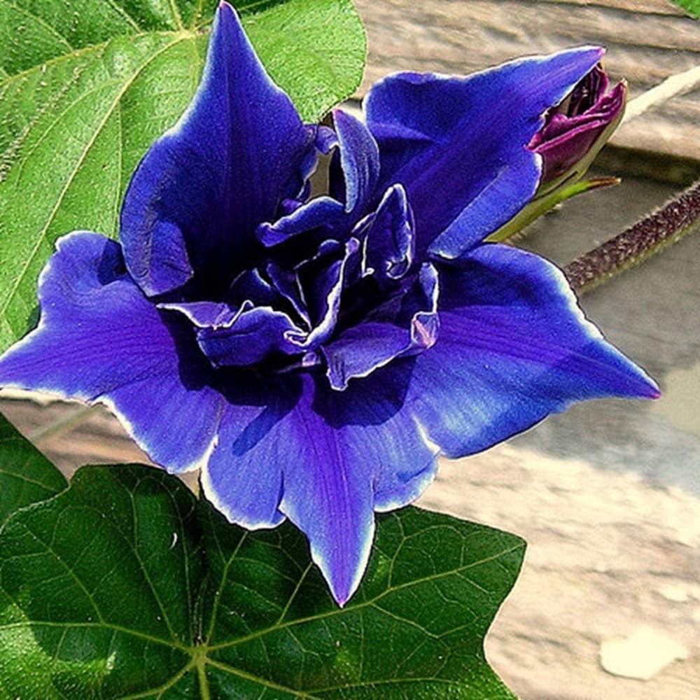 İpomea Blue Picotee Japon Gündüz Sefası Çiçeği Dev Çiçekli (5 tohum)