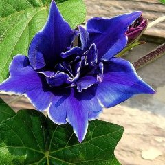 İpomea Blue Picotee Japon Gündüz Sefası Çiçeği Dev Çiçekli (5 tohum)