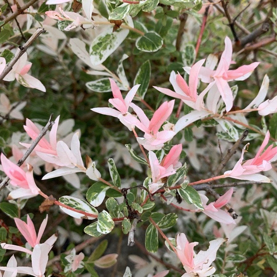 Tüplü Salix İntegra Japon Söğüdü Fidanı