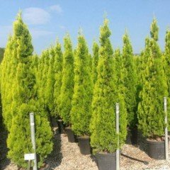 Tüplü Altuni Piramit Mazı (50-100 cm)