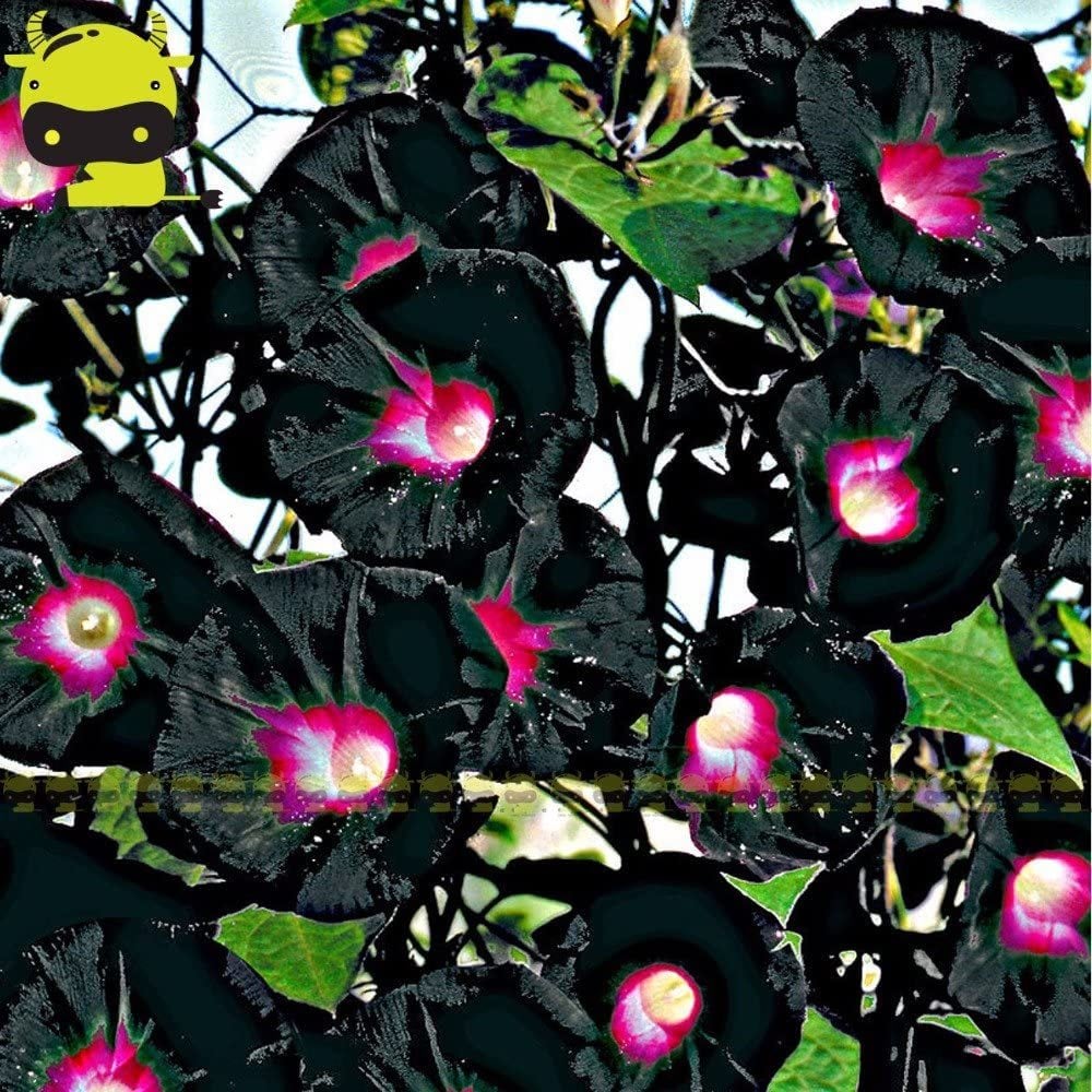 Black Knowlians Black Gündüz Sefası Çiçeği Tohumu(10 tohum)