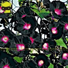 Black Knowlians Black Gündüz Sefası Çiçeği Tohumu(10 tohum)