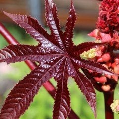 Kene Kırmızı (Castor Bean) Çiçeği Tohumu (5 tohum)