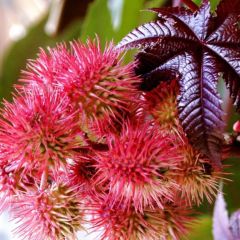 Kene Gibsonii (Castor Bean) Çiçeği Tohumu (5 tohum)
