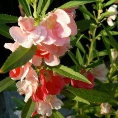 Karışık Renkli Balsamina Kına Çiçeği Tohumu (150 tohum)