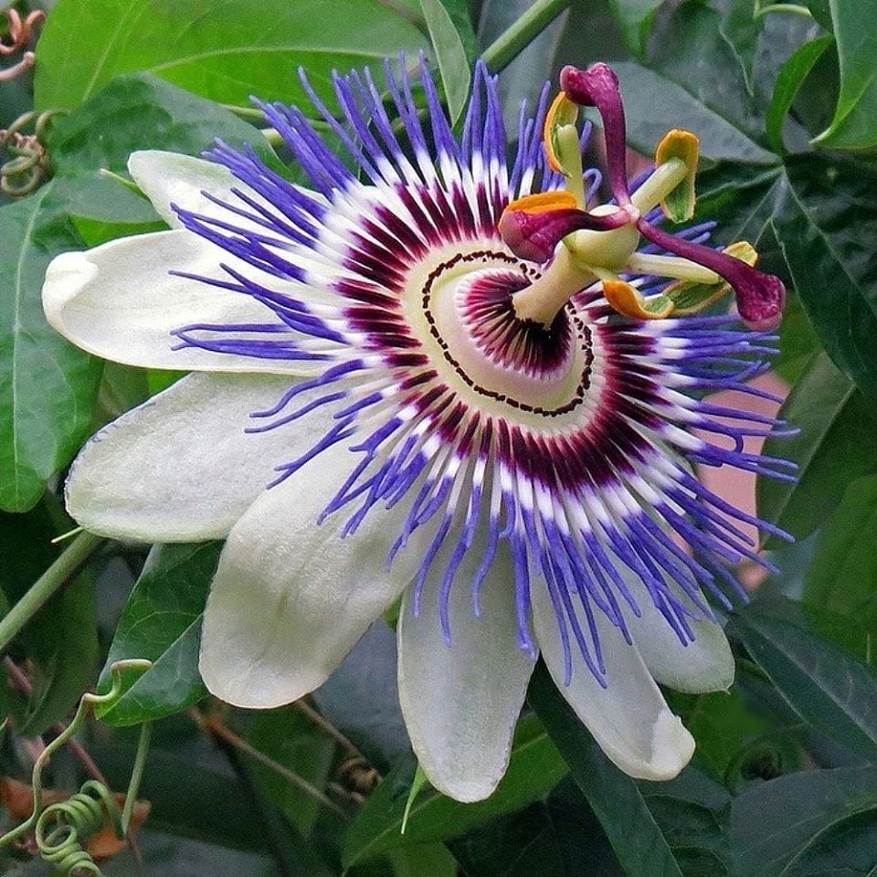 Tüplü Passiflora Mavi Çiçek Açan Çarkıfelek Fidanı
