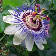 Tüplü Passiflora Mavi Çiçek Açan Çarkıfelek Fidanı
