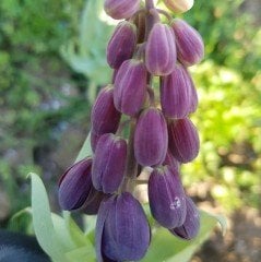 Saksılı Mor Renkli Fritillaria Persica Ters Lale Fidanı