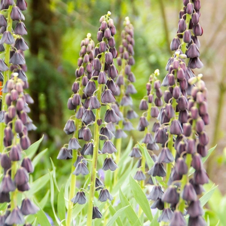 Saksılı Mor Renkli Fritillaria Persica Ters Lale Fidanı