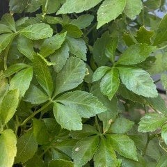 Ginseng Tohumu Panax (2 Adet)