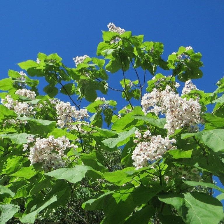 Tüplü Kokulu Katalpa Ağacı Fidanı (100-150 Cm)