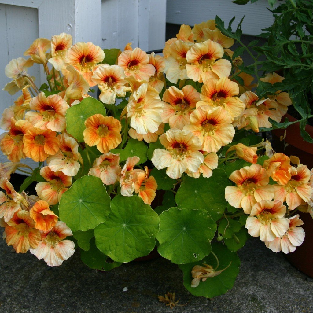 Peach Melba Tropaeolum Latin Çiçeği Tohumu (10 adet)