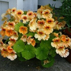 Peach Melba Tropaeolum Latin Çiçeği Tohumu (10 adet)