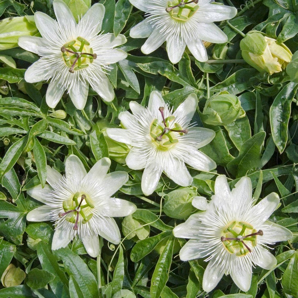 Tüplü Passiflora Constance Elliott Kokulu Çarkıfelek Fidanı