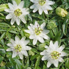 Tüplü Passiflora Constance Elliott Kokulu Çarkıfelek Fidanı
