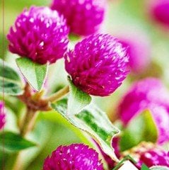 Mixed Gomphrena Globosa Medine Çiçeği Tohumu (50 tohum)