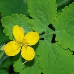 Tüplü Aromatik Kırlangıç Otu Fidanı