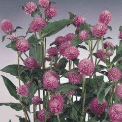 Medine Çiçeği Gomphrena Globosa SomonTohumu (50 tohum)