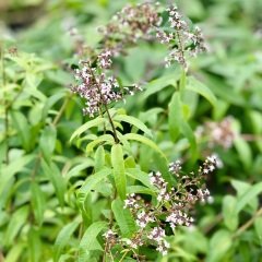 Tüplü Yoğun Kokulu Aloysia Triphylla Limon Otu Çiçeği Fidanı