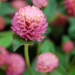 Pembe Gomphrena Globosa Medine Çiçeği Tohumu 50 tohum)