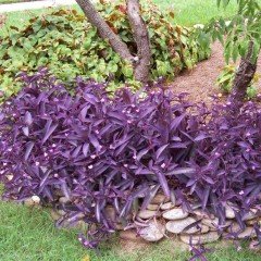 Tüplü Tradescantia Pallida Purple Heart Mor Telgraf Çiçeği Fidanı