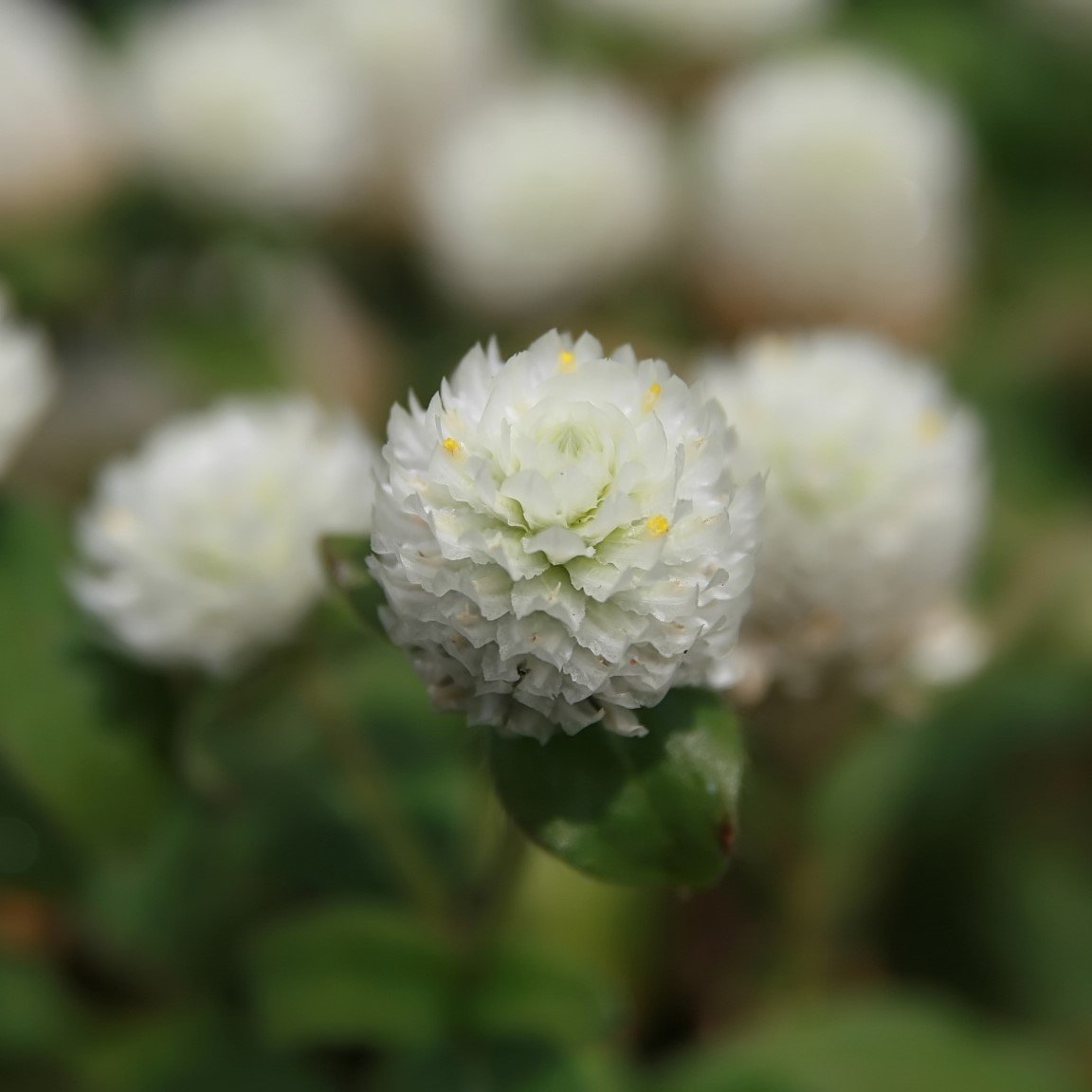 Beyaz Gomphrena Globosa Medine Çiçeği Tohumu (50 tohum)