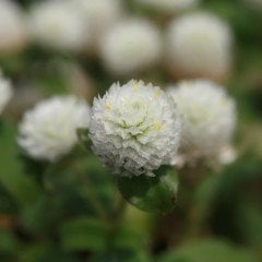 Beyaz Gomphrena Globosa Medine Çiçeği Tohumu (50 tohum)
