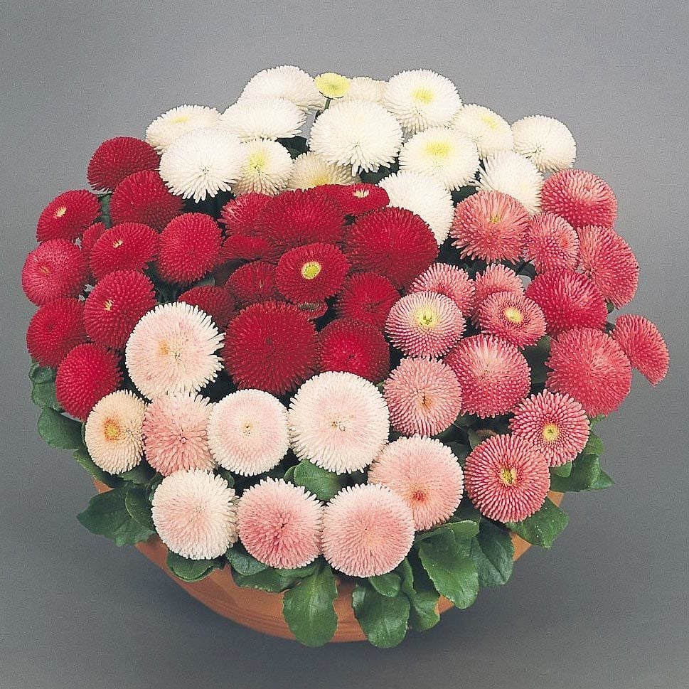 Katmerli Mix Bellis Perennis Ponpon İngiliz Çayır Papatyası Çiçeği Tohumu (100 tohum)