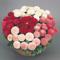 Katmerli Mix Bellis Perennis Ponpon İngiliz Çayır Papatyası Çiçeği Tohumu (100 tohum)