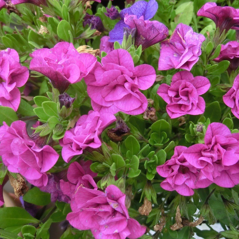Petunya Purple Çiçeği Tohumu (100 tohum)