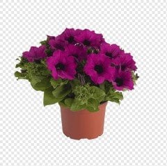 Alderman Violet Bodur Petunya Çiçeği Tohumu Eflatun (800 tohum)