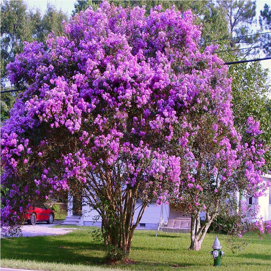 Tüplü Lagerstromia İndica Mor Oya Ağacı Hint Leylağı Fidanı