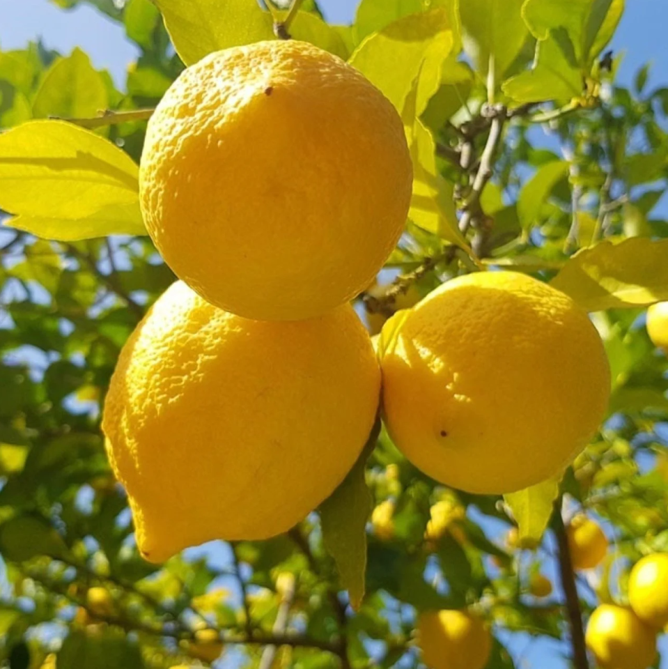 Limon 1 Kg