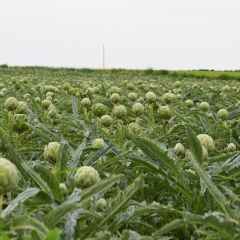 Schüssel Artischocke