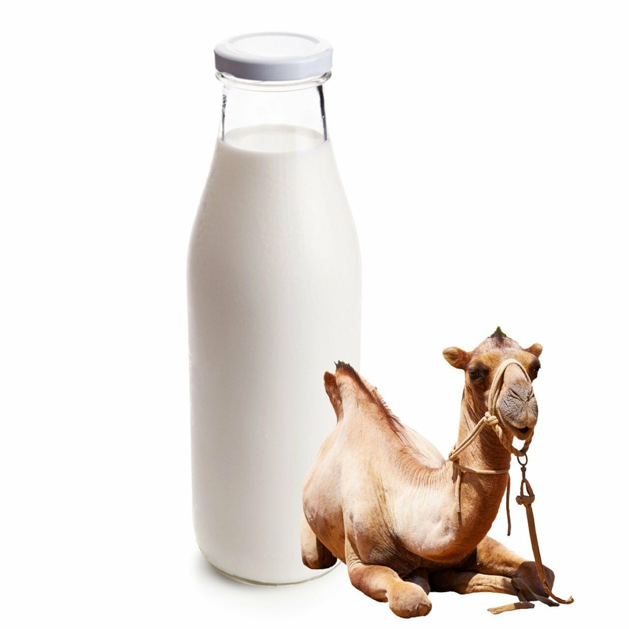 Deve Sütü 2 Litre (2 Haftalık Tüketim)