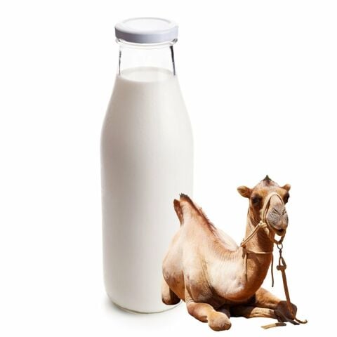 Deve Sütü 2 Litre (2 Haftalık Tüketim)