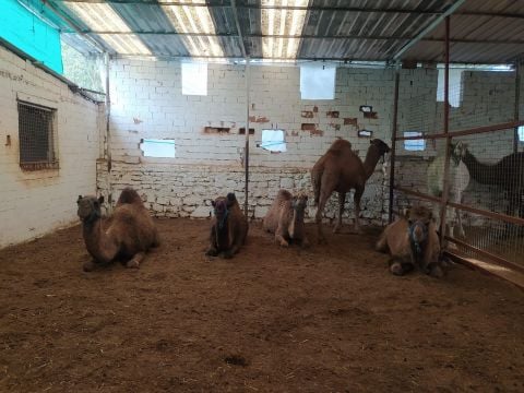 Camel Meat