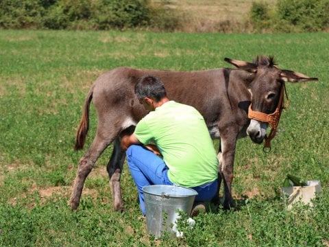 Donkey Milk 4 Liters (1 Month Consumption)