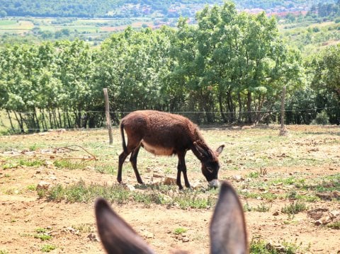 Donkey Milk 4 Liters (1 Month Consumption)