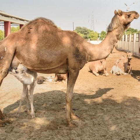 حليب الجمل