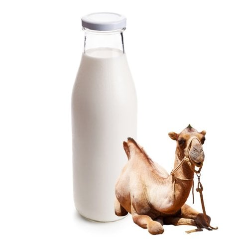 حليب الجمل