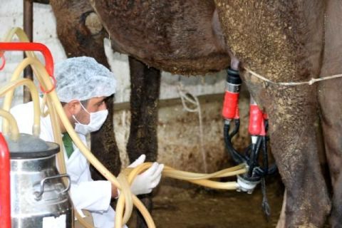 Camel Milk