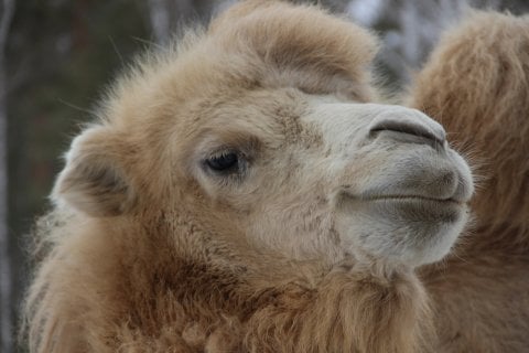 camel brain