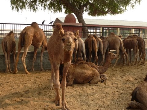 camel brain