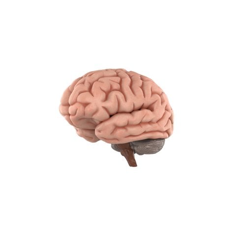 camel brain