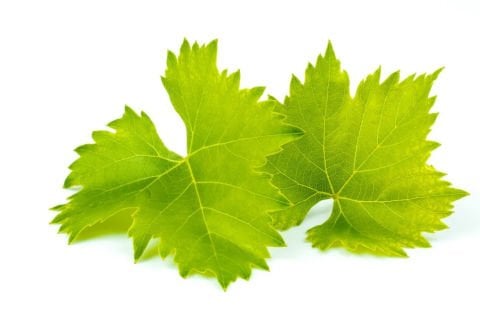 Weinblätter 5 kg