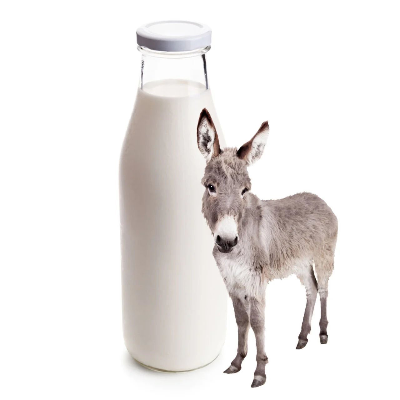 Eşek Sütü 4 Litre (1 Aylık Tüketim)