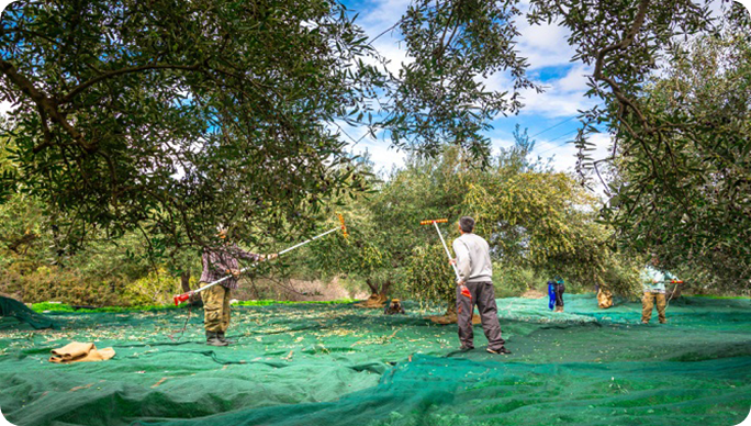 Organik Köy Ürünleri
