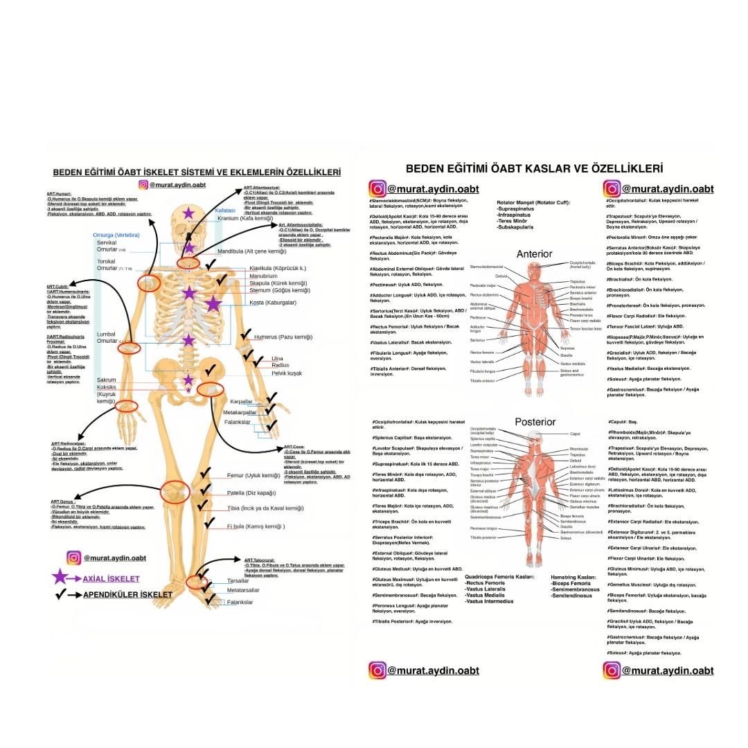 BEDEN EĞİTİMİ ÖABT KASLAR - İSKELET SİSTEM ve EKLEMLERİN ÖZELLİKLERİ
