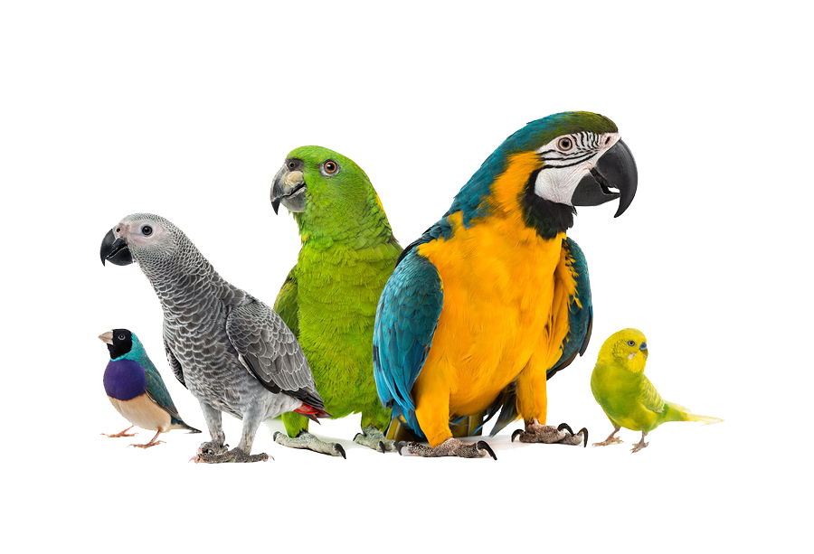 The parrot is talking. The parrot is talking